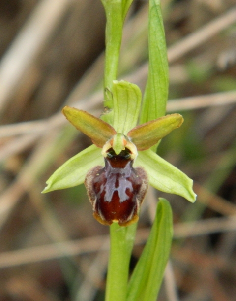 Oprhys sphegodes bassa val di Magra